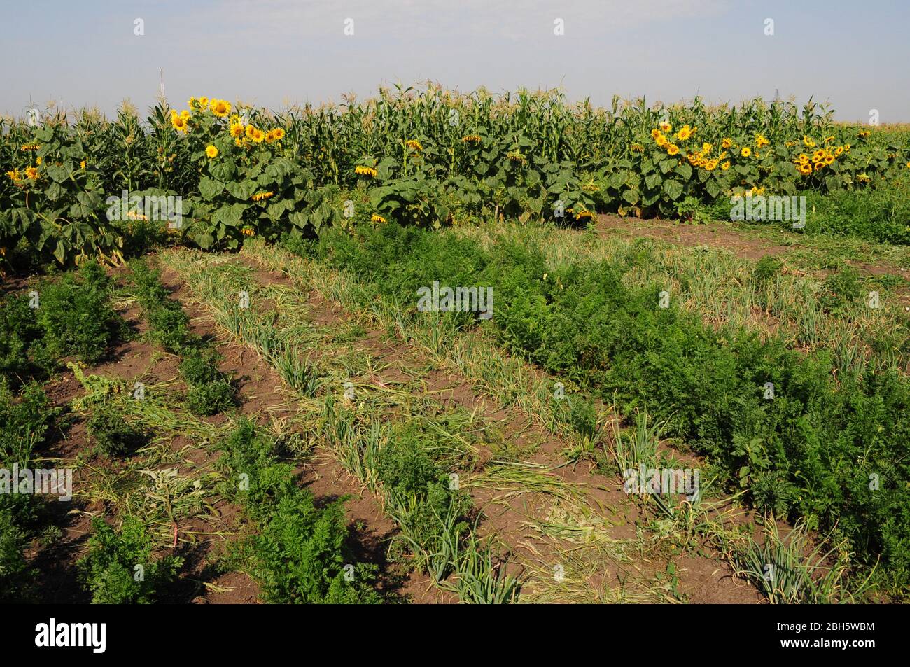 Oma`s Küchengarten im Sommer. Bio-Gartenarbeit Hintergrund. Schönheit der Sommer Natur in der Landschaft der Ukraine. Stockfoto